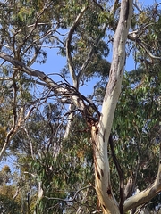 Cormobates leucophaea