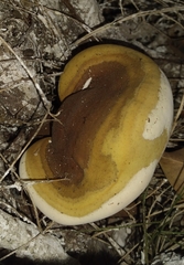 Ganoderma