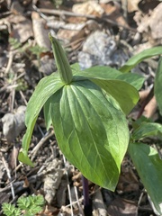 Trillium viridescens