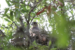 Accipiter cooperii