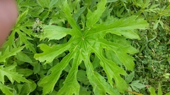 Napaea dioica