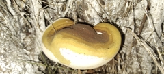 Ganoderma