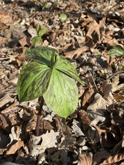 Trillium viridescens