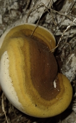 Ganoderma