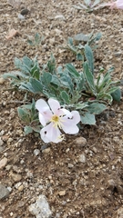 Oenothera cespitosa cespitosa