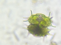 Xanthidium antilopaeum polymazum