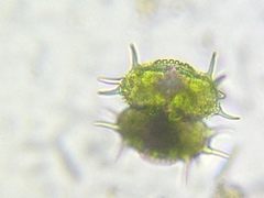 Xanthidium antilopaeum polymazum