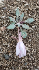 Oenothera cespitosa cespitosa
