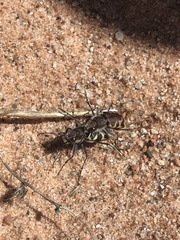 Cicindela tranquebarica diffracta