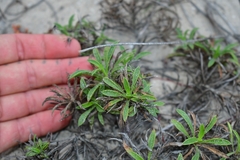 Croptilon rigidifolium