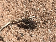 Cicindela tranquebarica diffracta