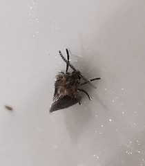 Psychoda