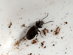 Syntomus foveatus