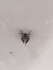 Psychoda