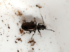 Syntomus foveatus