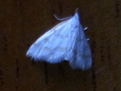 Leptosteges onirophanta