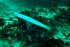 Ptereleotris monoptera