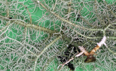 Usnea mutabilis