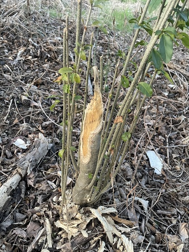 American Beaver photographed in Arkansas