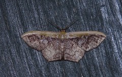 Zythos strigata