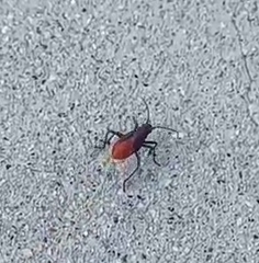 Jadera haematoloma