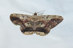 Ruttellerona pallicostaria