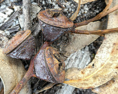 Eucalyptus globulus globulus
