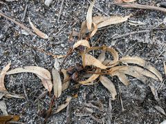 Eucalyptus globulus globulus