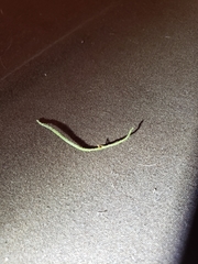 Ophiocordyceps camponoti-floridani