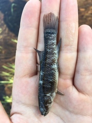 Umbra limi