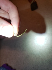Ophiocordyceps camponoti-floridani