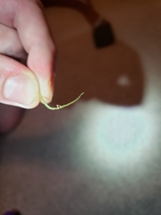Ophiocordyceps camponoti-floridani