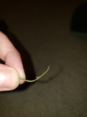 Ophiocordyceps camponoti-floridani