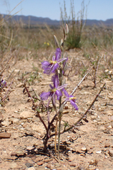 Thysanotus baueri