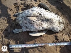 Spheniscus magellanicus