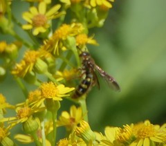 Xanthocampsomeris fulvohirta