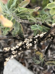Ceroplastes cirripediformis