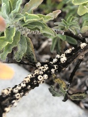 Ceroplastes cirripediformis