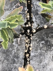 Ceroplastes cirripediformis