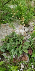 Heuchera longiflora