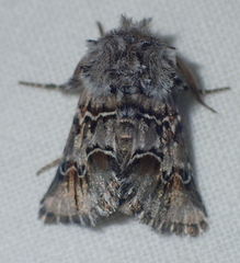 Cleonymia baetica