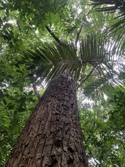 Cedrela fissilis