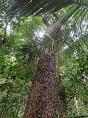 Cedrela fissilis