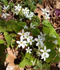 Oxalis triangularis