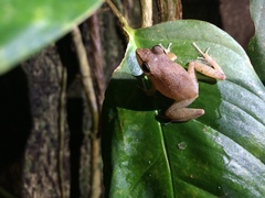 Pristimantis paulodutrai