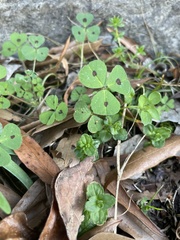 Medicago arabica