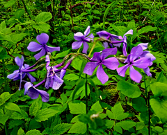 Phlox divaricata laphamii