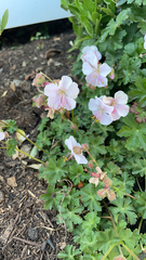 Geranium × cantabrigiense