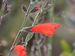 Salvia oppositiflora