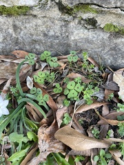 Medicago arabica